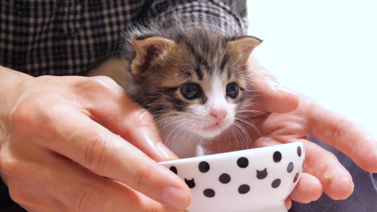 子猫が「離乳食やだ！」と逃げ出してしまったのでミルクをあげたら‥・【赤ちゃん猫　保護猫】