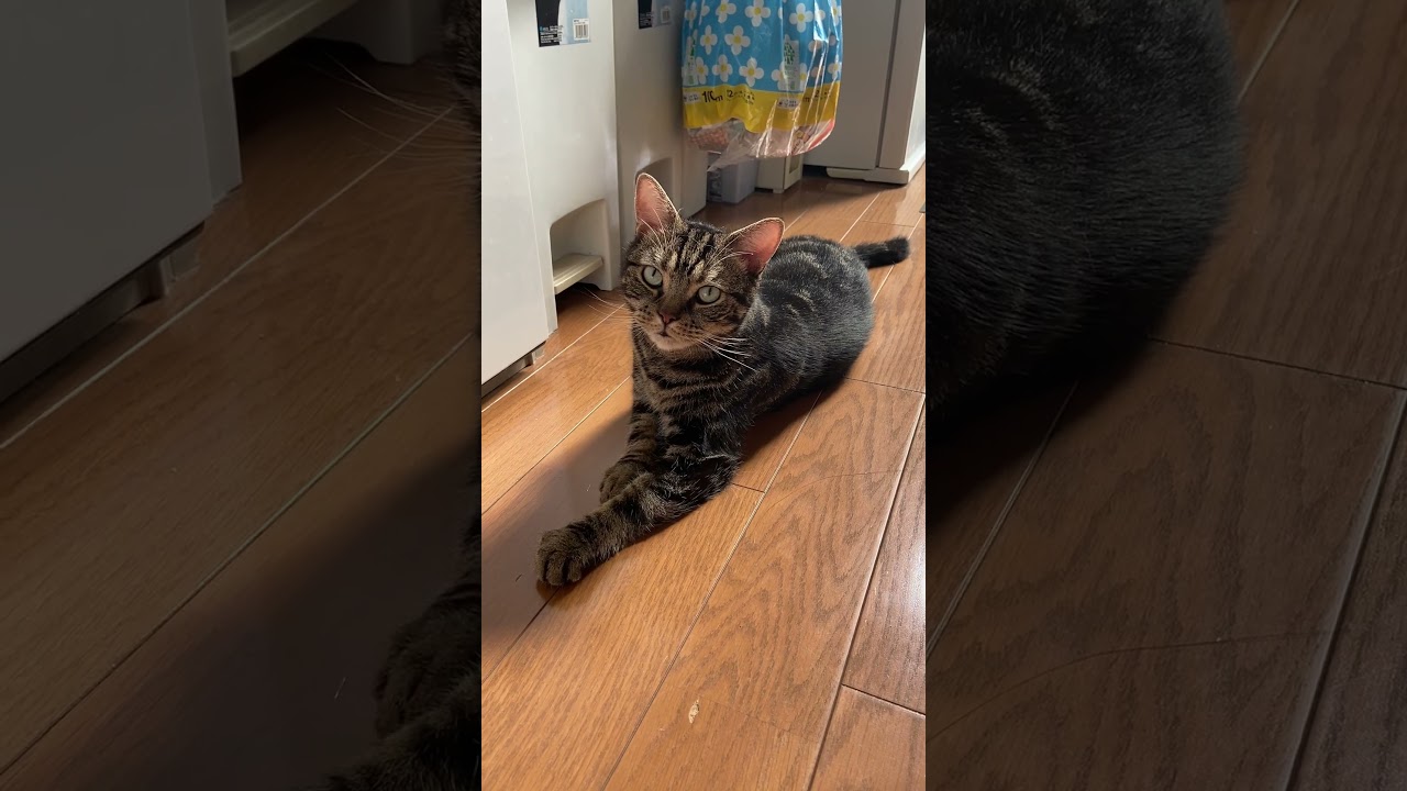 可愛すぎる寝転んでるニャンコの反応は？ #cat #マンチカン長毛 #munchkin #猫のいる暮らし