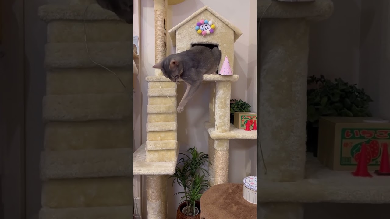 うちの猫さんは逆さボクサー #shorts #猫 #アビシニアン