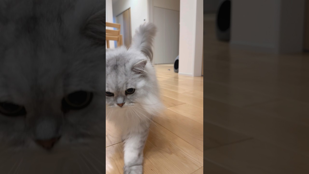 ガチャガチャの説明書が好きな猫の観察 【サイベリアン】 #Shorts
