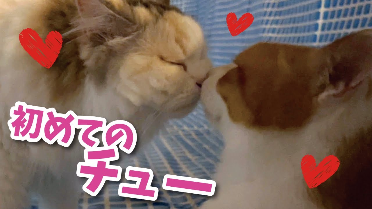 猫たちが初めてチューしちゃいました…！！【関西弁でしゃべる猫】【猫アテレコ】