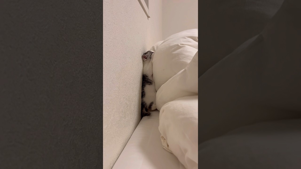 上に登ろうと頑張る子猫が可愛すぎる…#子猫 #保護猫 #捨て猫