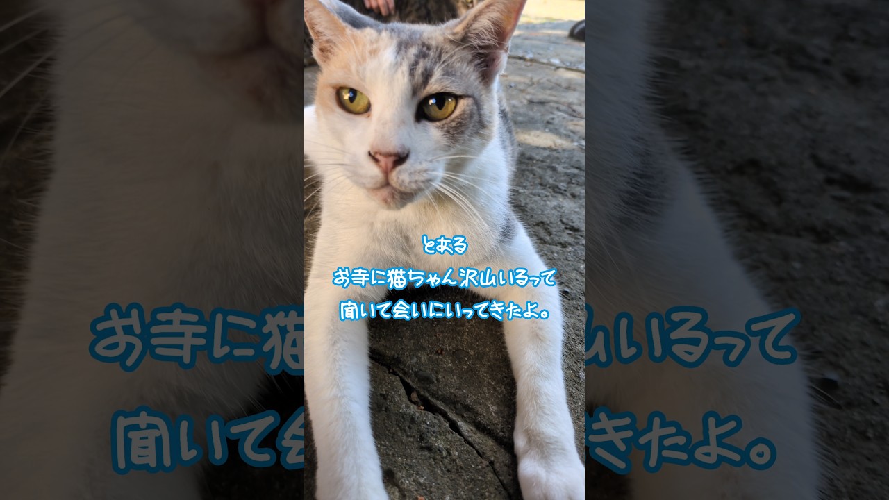 お寺に住んでる猫ちゃんに会いに行ってきたよ。　#shorts  #cat 　##猫動画 　　#保護猫 　#野良猫