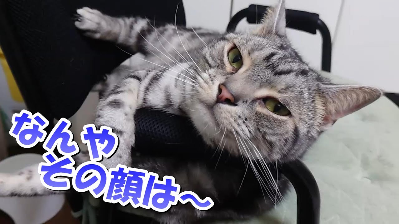 なんやその顔は～！猫かわいい（アメリカンショートヘア）