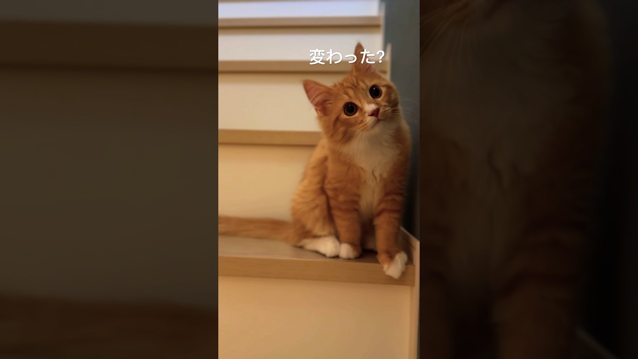 階段降りる姿が過去に重なった瞬間 #猫#cat#サイベリアン#Siberian#子猫#고양이#猫のいる生活