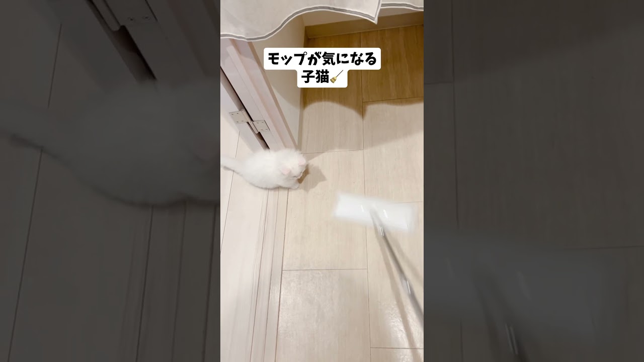 🔺短足マンチカンごはんくんの動画は上のリンクから🔺　#ねこ #猫 #子猫 #cat #cute