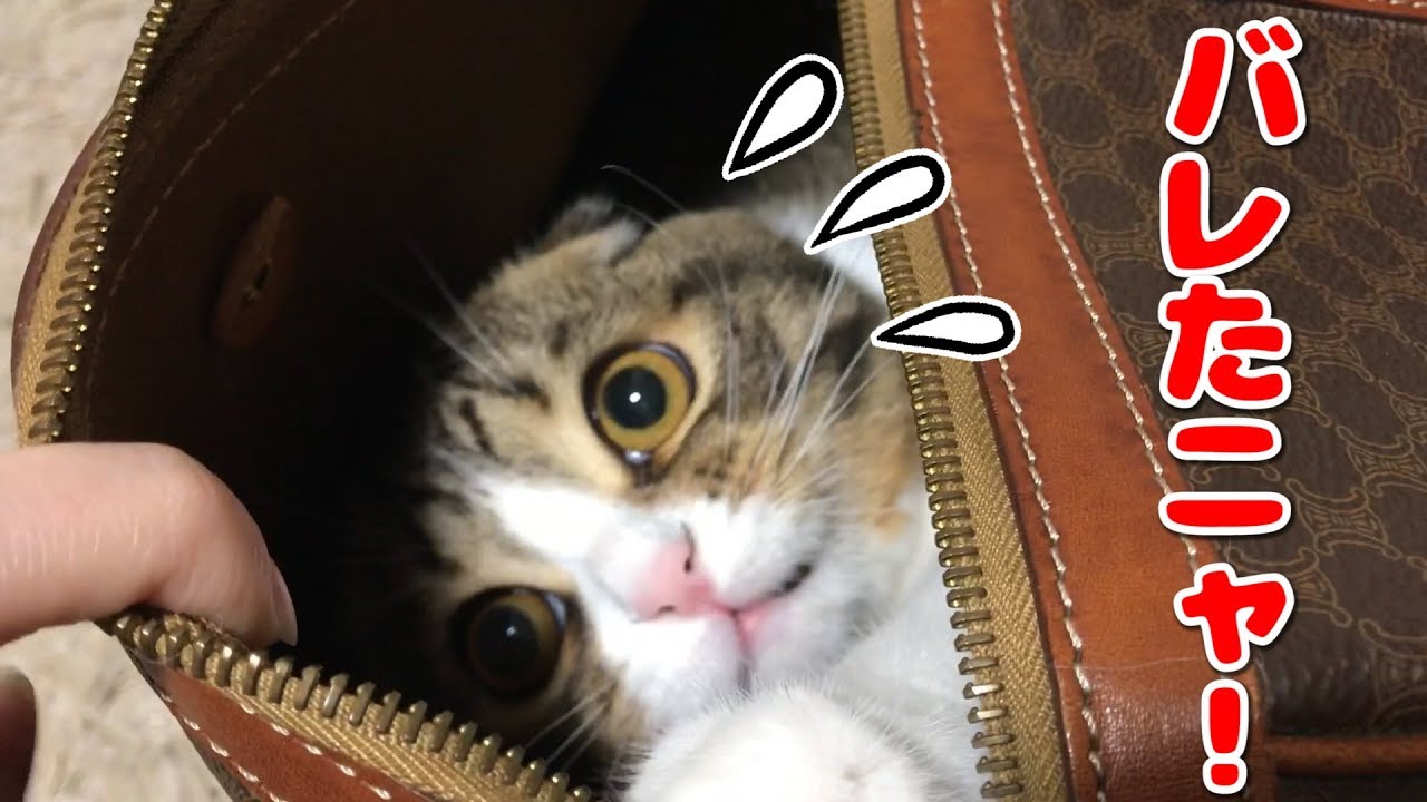 隠れ家が秒でバレた子猫【スコティッシュフォールド】【Scottish Fold】