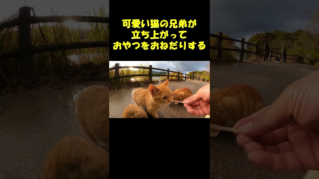 可愛い猫の兄弟が立ち上がっておやつをおねだりする #ネコ #cat #野良猫ちゃん