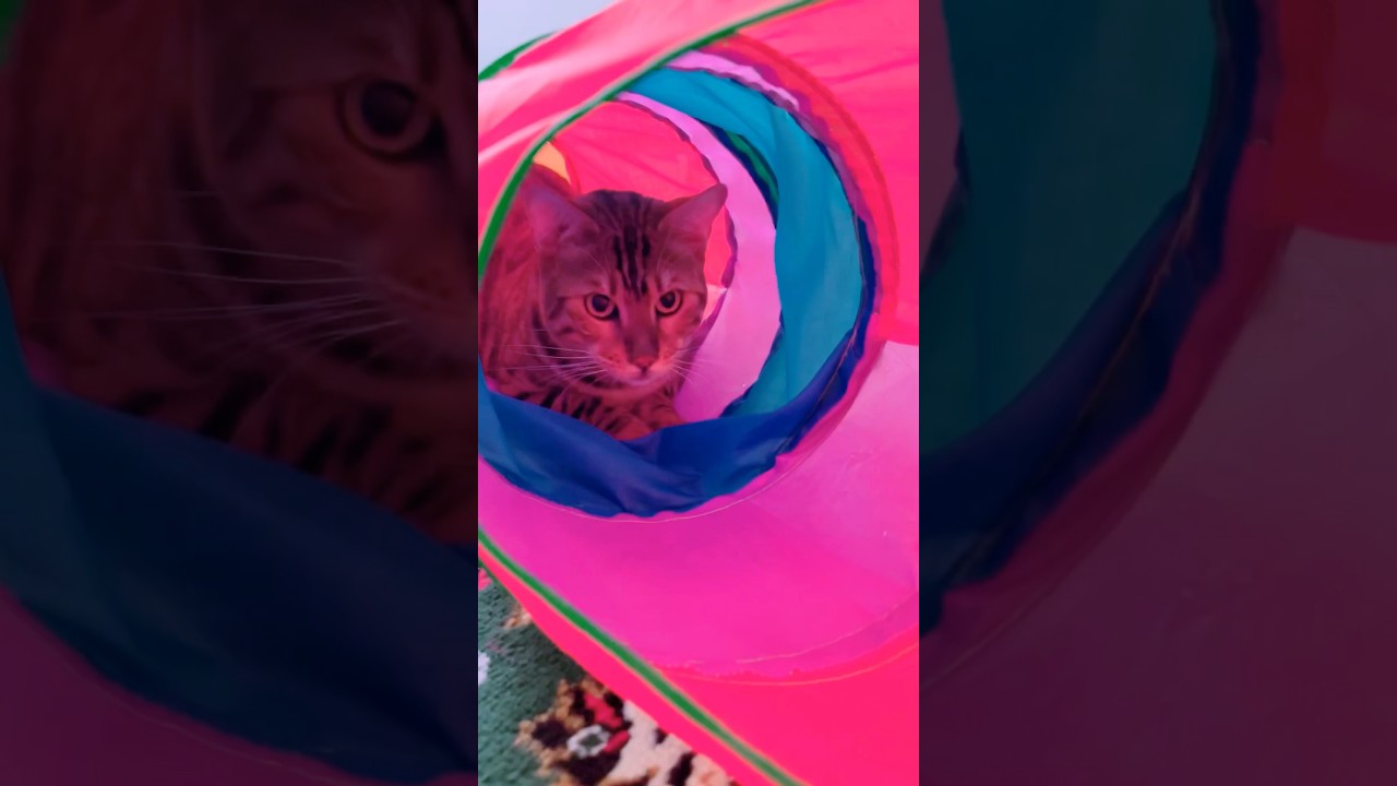 おはよう😪朝から元気なシンタロー#cat #catcute #ベンガル #cute #bengalcat #癒し動画 #猫のいる暮らし