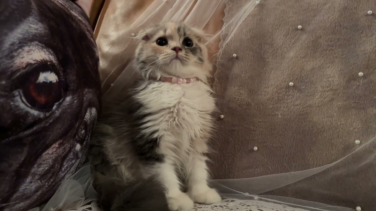 スコティッシュフォールド 顔幅のある美人さん♡