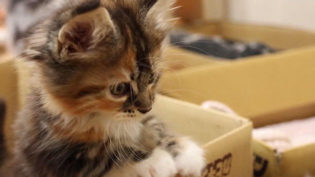 トービーのメインクーン子猫ききょうちゃん