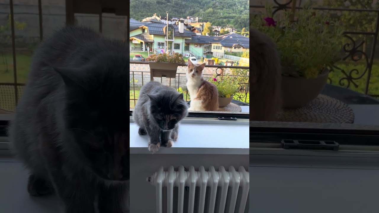 Mendy, la Gattina Maine Coon: Un Dolce Saluto alla Mamma! 😻🐈‍⬛#MaineCoonLife #shorts