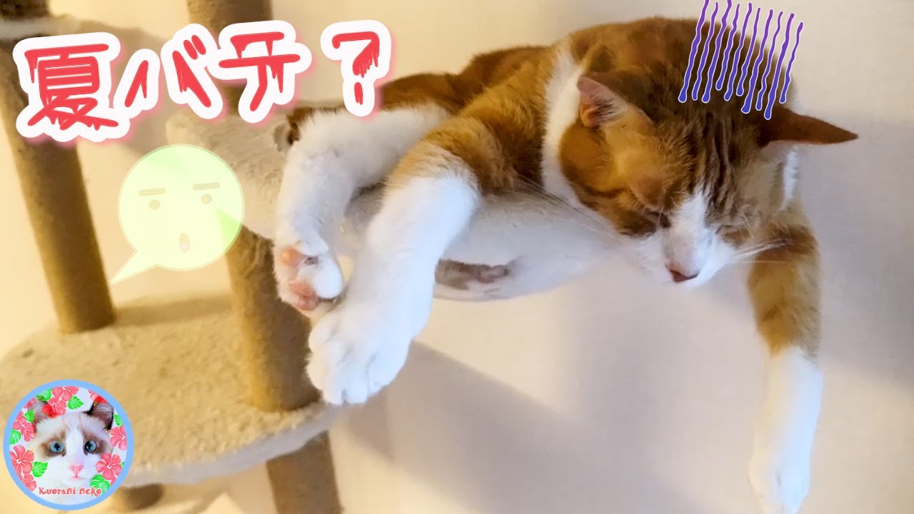 夏バテしたでぶ猫とヤモリゲームに夢中なスノーシュー猫ケア A cat suffering from summer fatigue and a cat obsessed with games