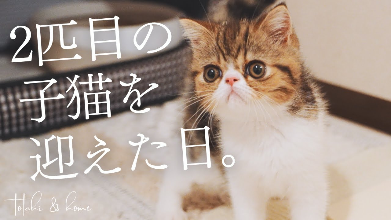 2匹目の子猫を迎えた日♪こんなに可愛いなんて【エキゾチックショートヘア】