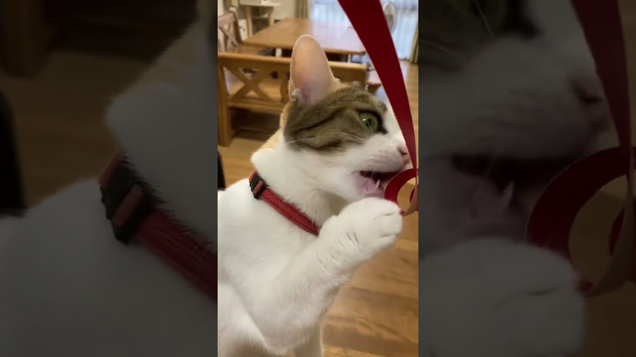 猫と遊んでみた！その反応が可愛い‼︎  【#shorts】　#スコティッシュフォールド
