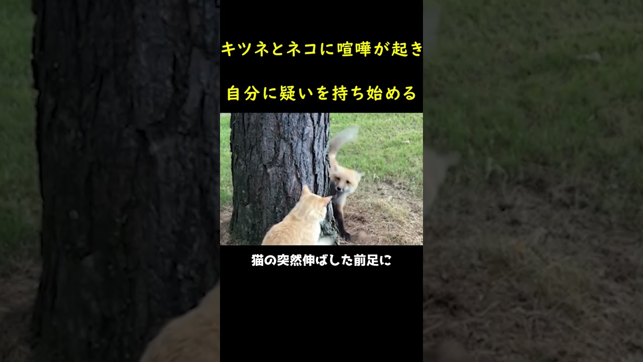 🐱🦊猫に自信を奪われたキツネ🤣🤣