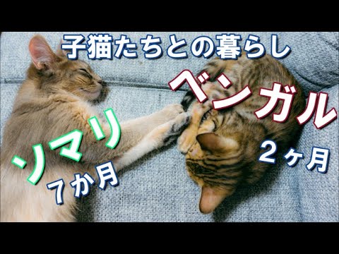 【子猫】ベンガルとソマリを新しい家族としてお迎えしました。【vol1】