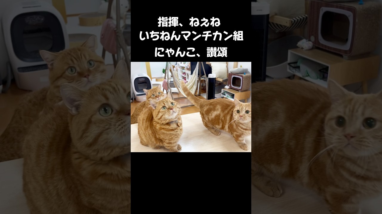 われらマンチカン組！ #猫 #マンチカン #shorts