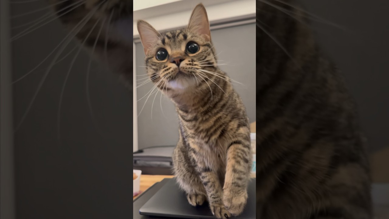 【猫動画】夜中に遊び疲れて爆睡する猫が可愛すぎるwww #shorts