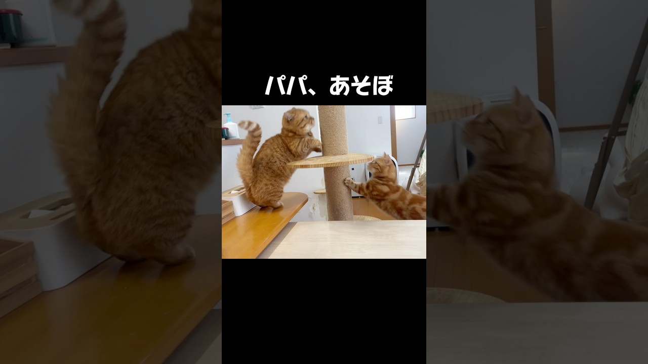 息子にちょーっとちょっかい出されたら... #猫 #マンチカン #shorts