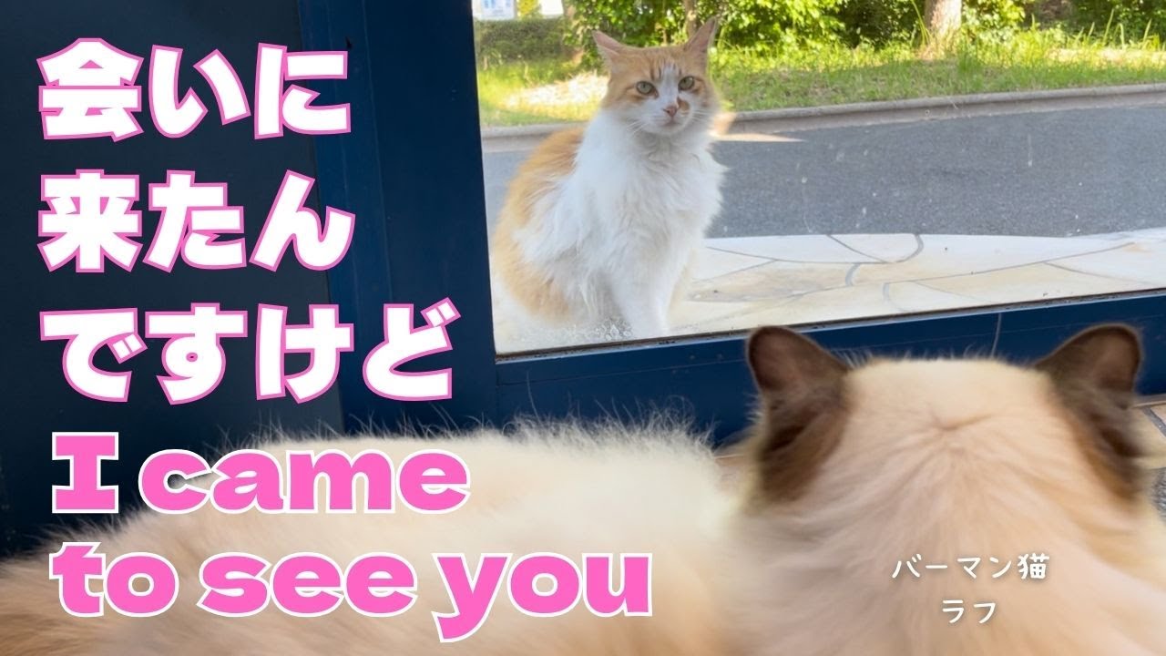 バーマン猫ウリとラフ【会いに来たんですけど】I came to see you（バーマン猫）Birman/Cat