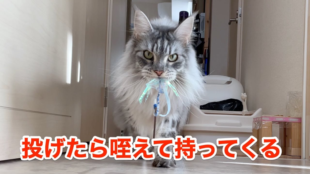 ワンコみたいにとってこいして遊ぶレムち【大きい猫 メインクーン】