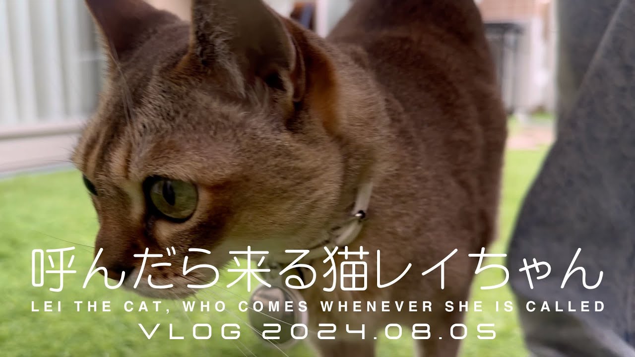 【シンガプーラ】呼んだら来る猫レイちゃん VLOG 2024.08.05 | Lei the cat, who comes whenever she is called
