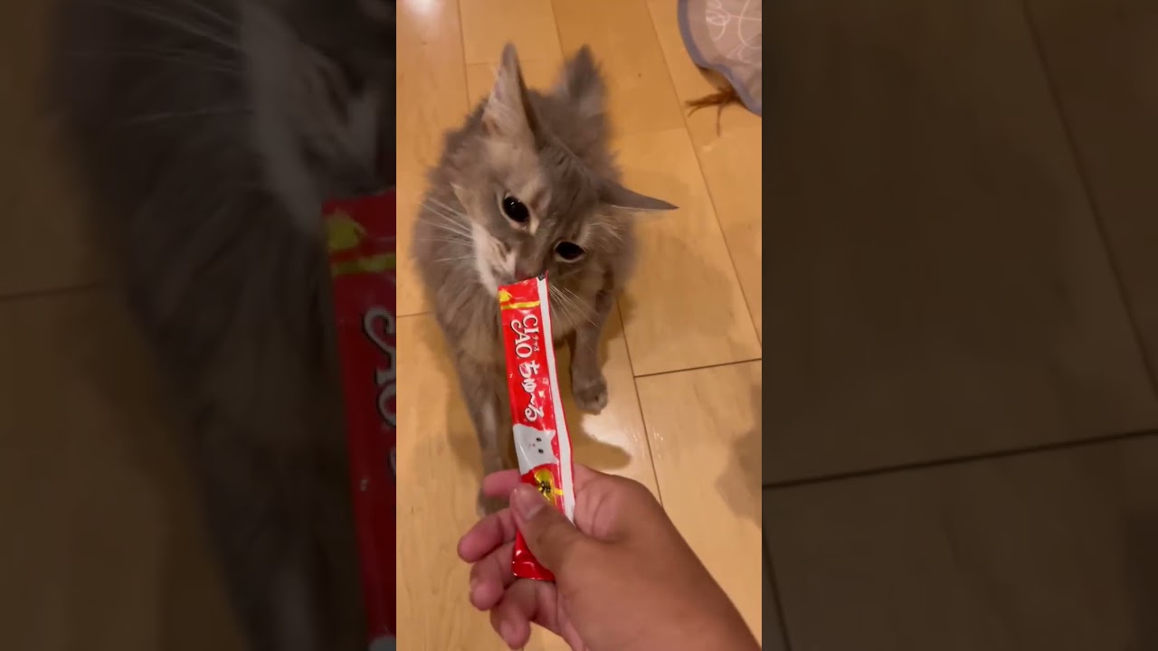 Leon and ciao chure #cat #kitten #catbaby #cute #catbreed #猫 #ねこねこ #catkitten #ねこ #pets