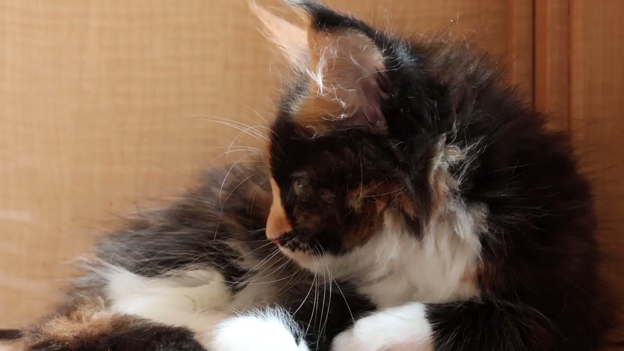 のんびりしているメインクーン子猫リリーちゃん