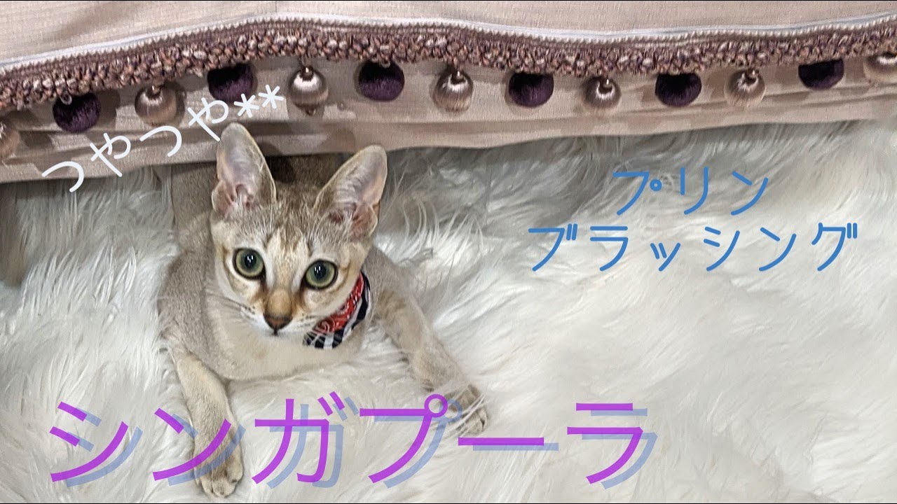 シンガプーラ　プリンのブラッシング　Clean the cat,s cort