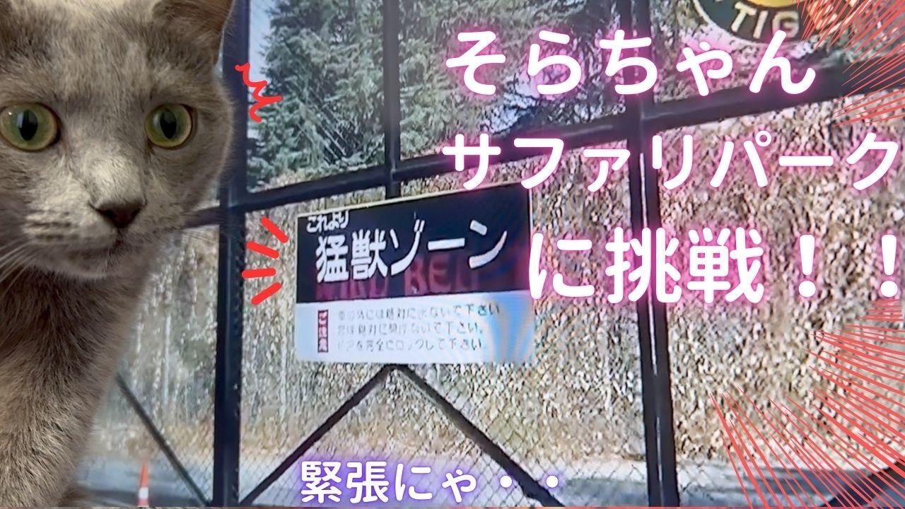 【猫ロシアンブルー】そらちゃん とサファリパーク行って来た⁉️