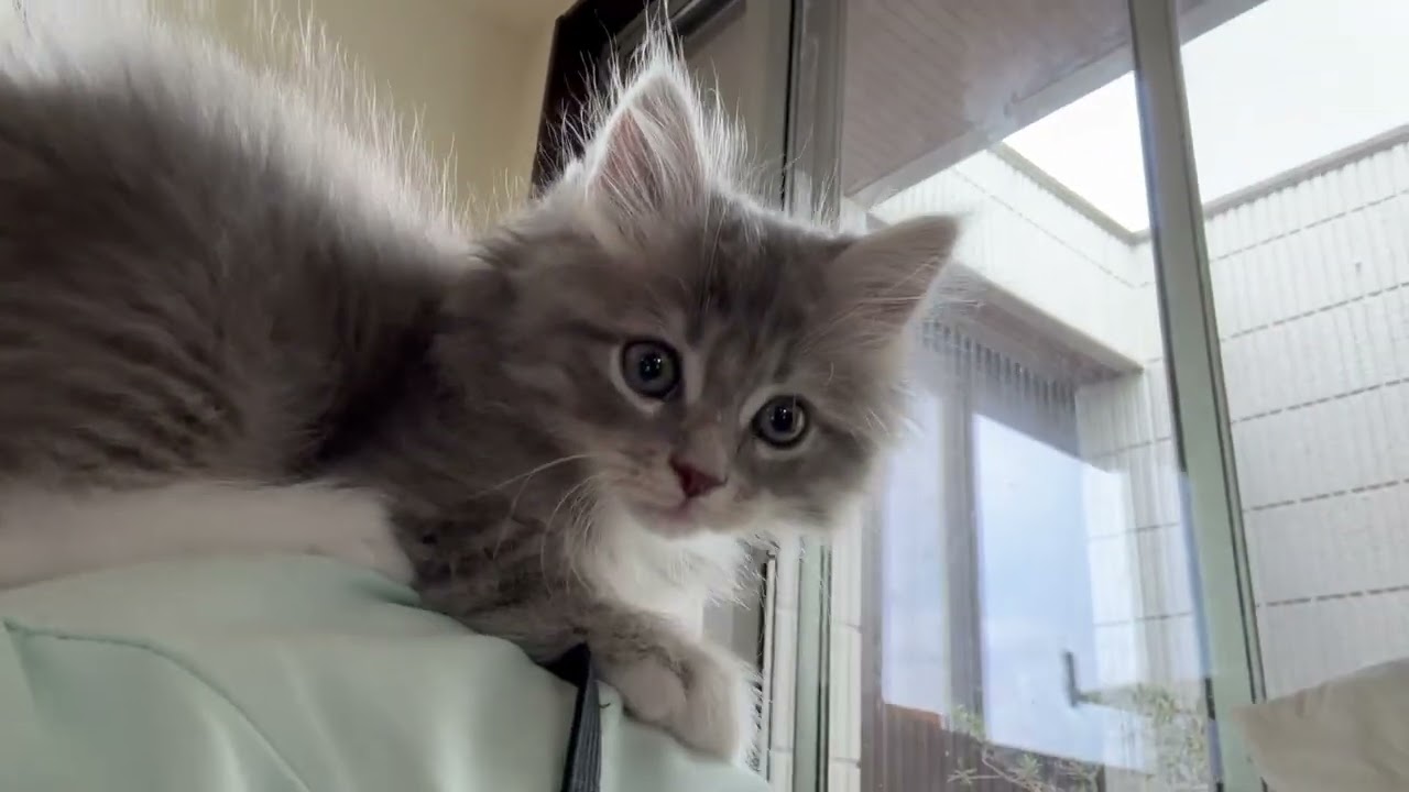 肩に乗る猫とついてくる子猫に威嚇する猫　サイベリアン　ラガマフィンCat on shoulder. Ragamuffin.Siberian