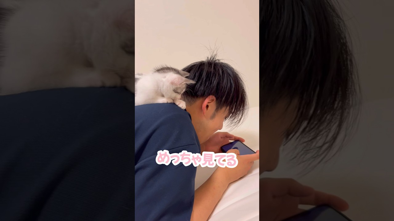 弟と真剣にスマホを見る子猫#子猫 #保護猫 #捨て猫