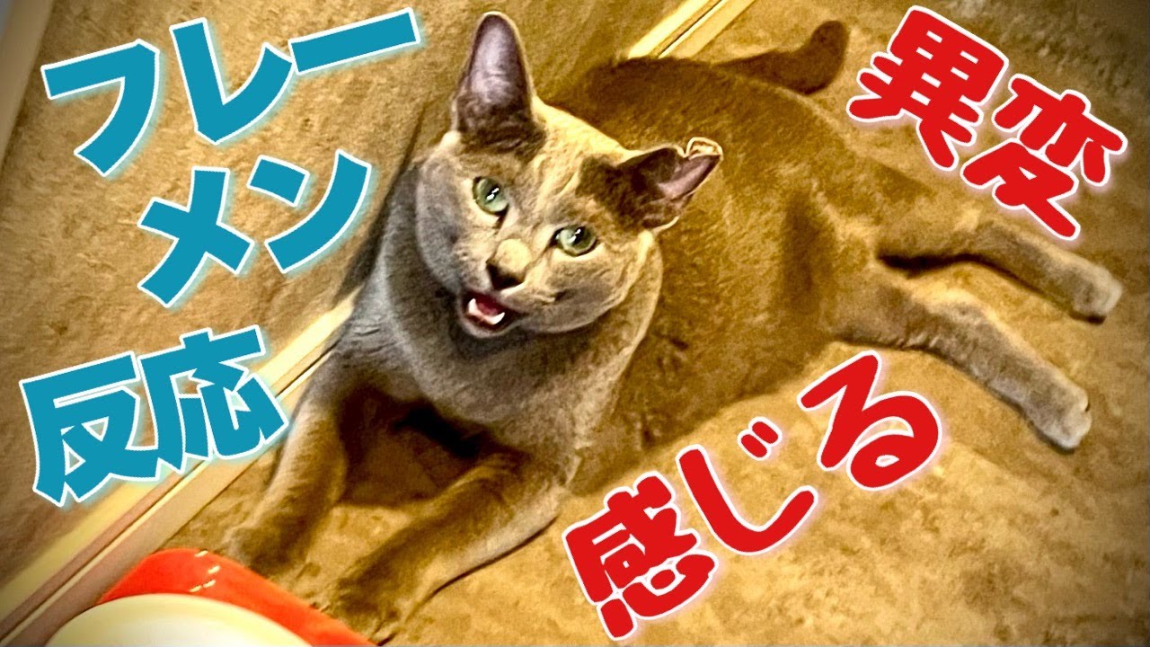 ロシアンブルー | 猫は環境の変化が苦手 [Russian Blue cat Kotetsu] Cats don't like changes in their environment