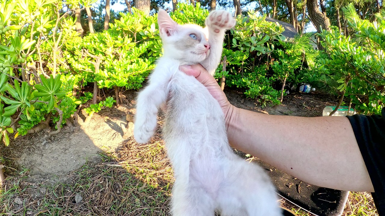 マロ猫をモフっていたら、背後から可愛い子猫達が集まってきた