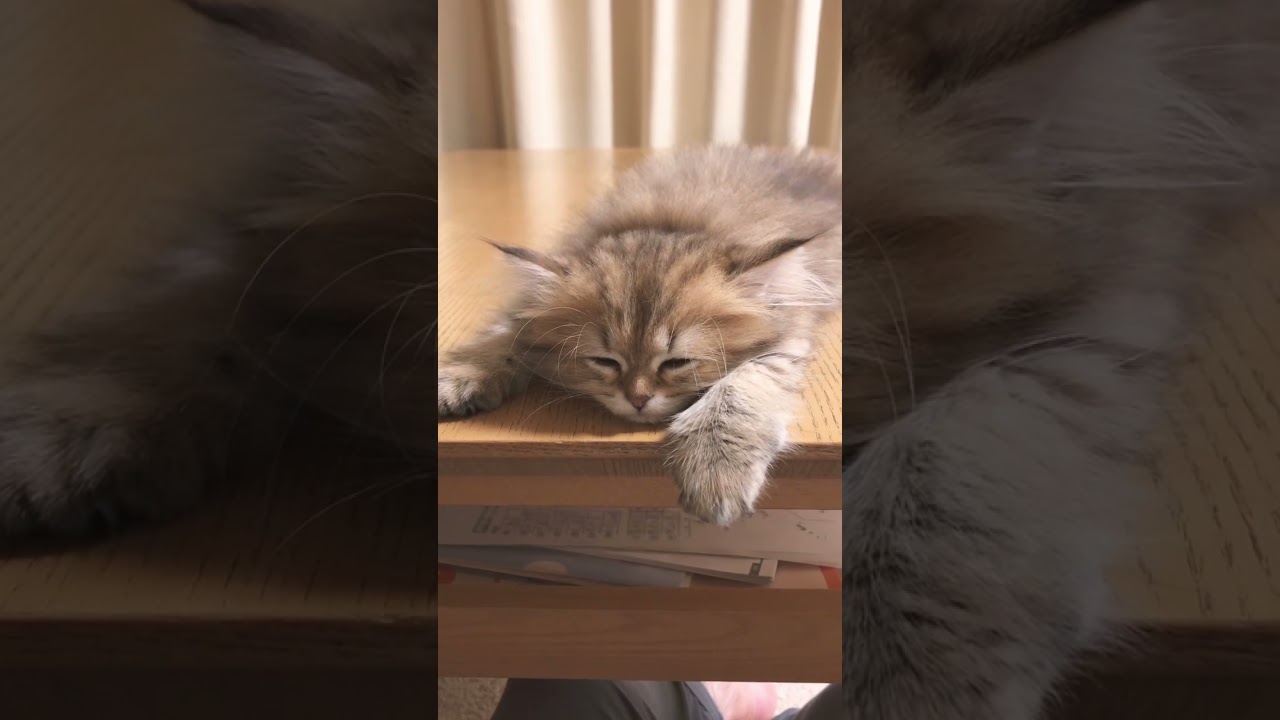 【子猫 良い夢見てね💤】かわいいペルシャ猫【Sleep tight💤】