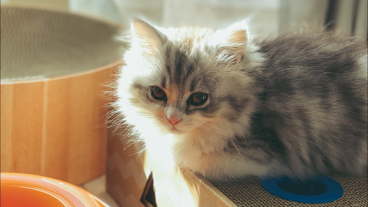 【サイベリアン】猫を撫でたい、抱っこしたい、触りたいあなたにオススメしたいサイベリアン