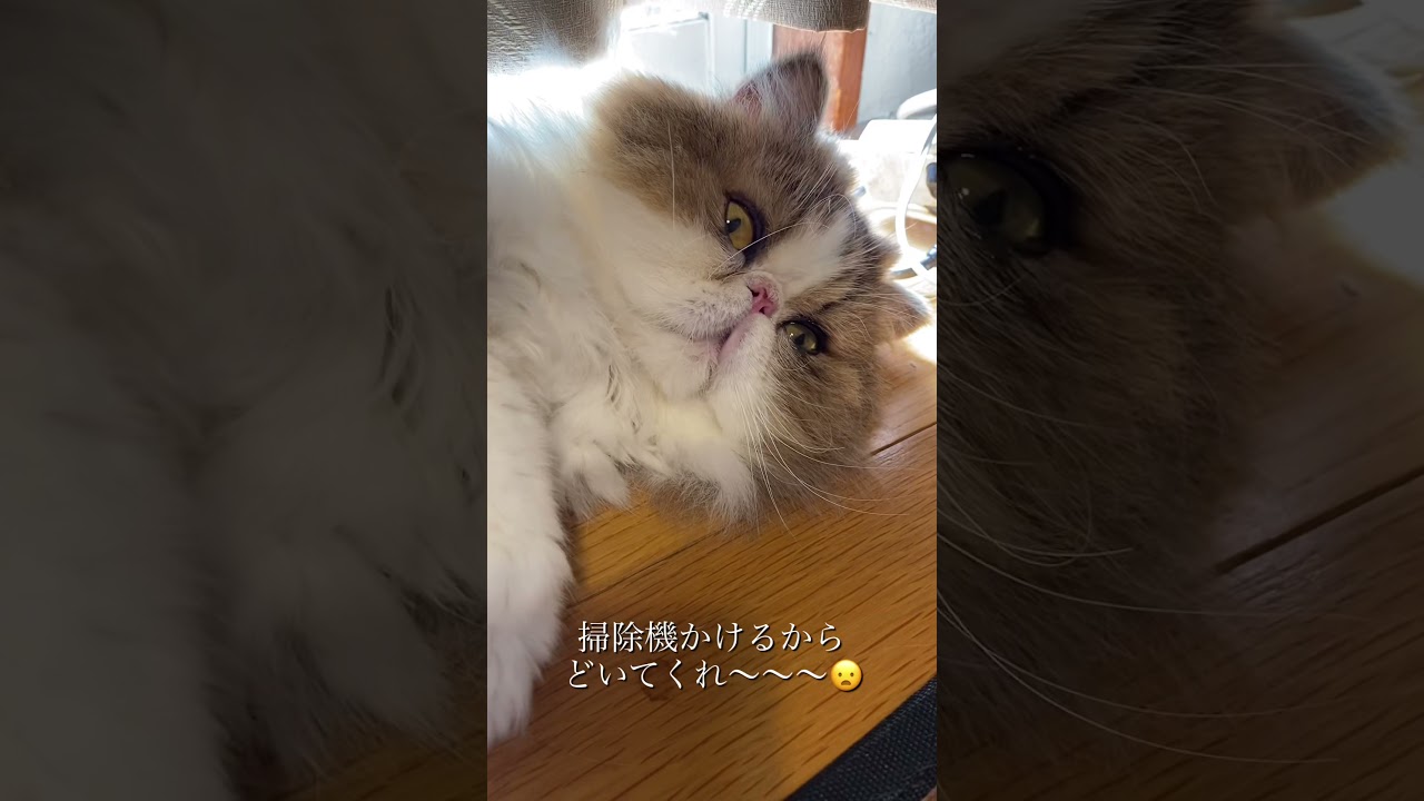 【ペルシャ猫】ネコが落ちてました。#shorts