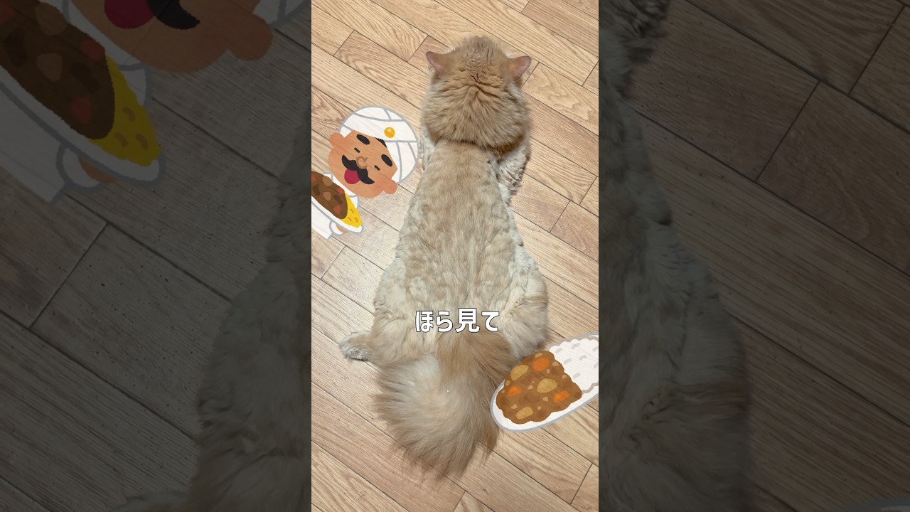 猫だけどナンですか🍛【サイベリアン・ずんだ】 #shorts #サイベリアン #ほら見てネコだね  #猫