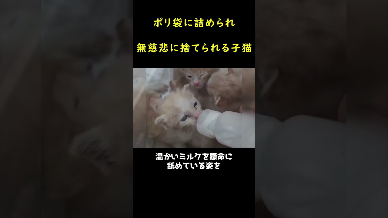 袋に詰められ、冷たい川に捨てられた子猫たち！！😿