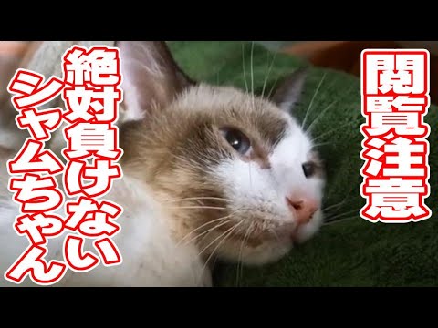 【閲覧注意】シャムちゃんの事【保護猫ハウス日記】
