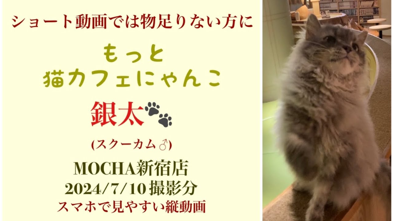 【完全版】　🐱銀太🐱　猫カフェMOCHA新宿店　(スクーカム♂)　2024/7/10 撮影分　　#日替わり猫カフェにゃんこ