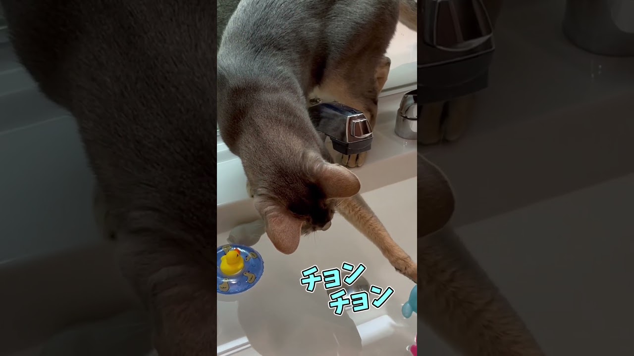夏を楽しむうちの猫さん #shorts #猫 #アビシニアン