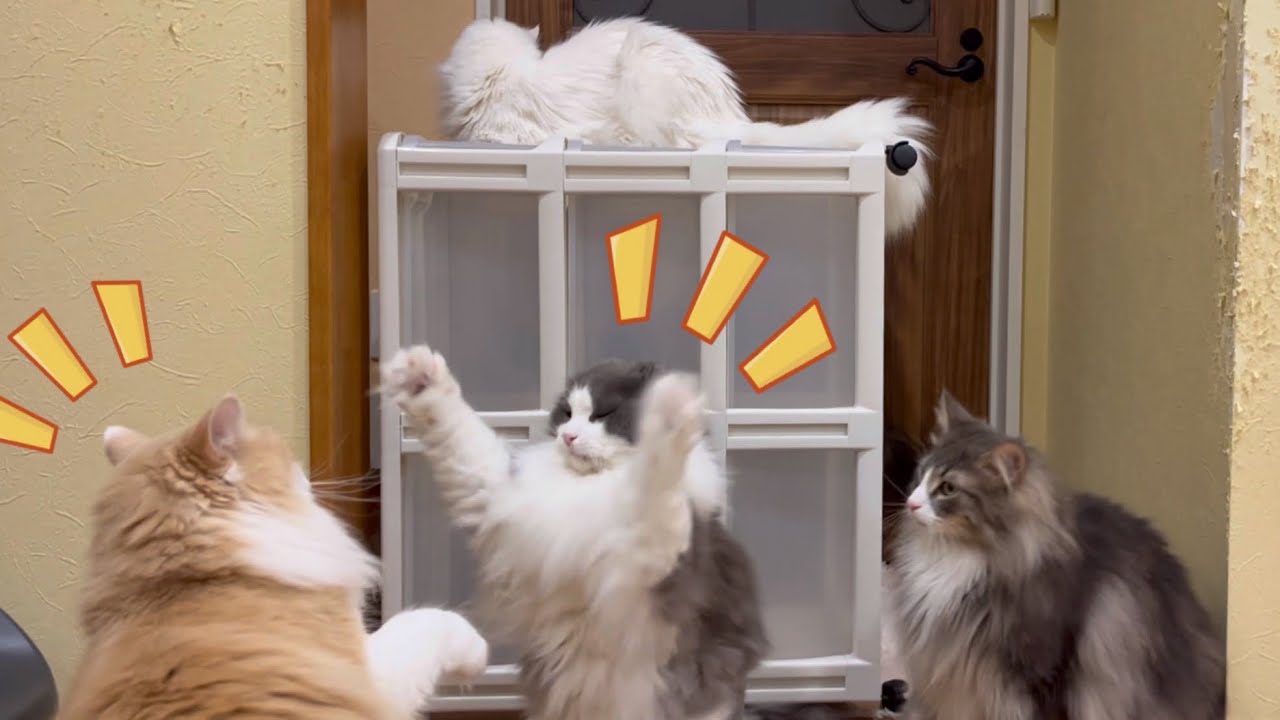 【大集合‼︎】自由すぎるもふ猫たちが集まると可愛すぎたwwwターキッシュアンゴラとノルウェージャンフォレストキャット♡