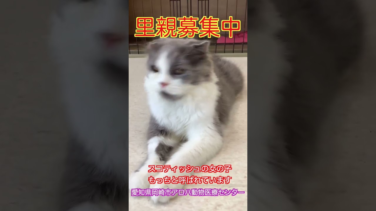 里親募集中　スコティッシュフォールド　女の子