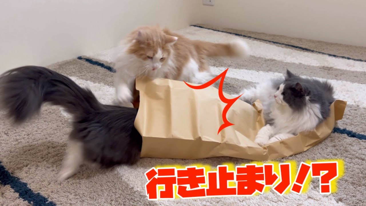 【なんで??】通行止めのトンネルで遊ぶもふ猫たちwwwターキッシュアンゴラとノルウェージャンフォレストキャット♡