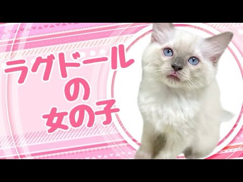ラグドールの子猫　（中之島）