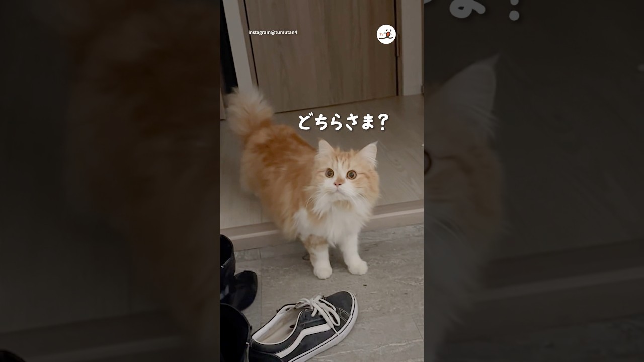 主のお迎えをしたら知らない人もいて困惑する猫さん｜PECO #マンチカン #猫 #愛猫家  #猫のいる暮らし #munchkin #cat #catlover #catlife