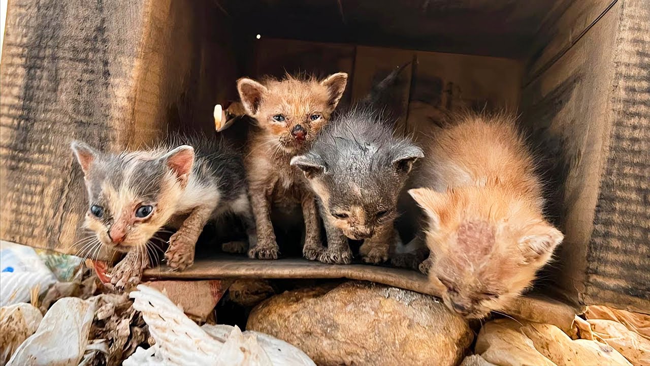 ゴミ捨て場に捨てられた5匹の子猫。胸が痛む光景を目の当たりにし、通りすがった男性は心温まる行動をとった【感動】