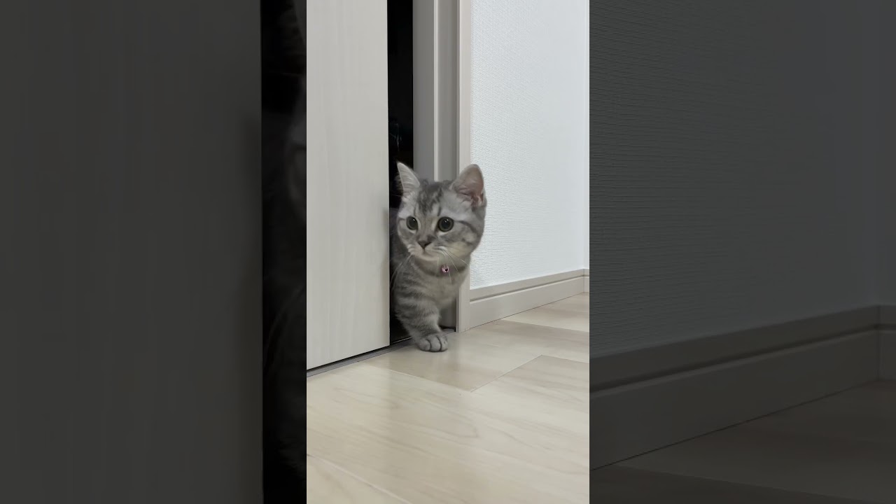 【TikTok50万再生】突然現れる猫😸 #shorts #猫 #マンチカン #cat #kitty #wadada #kep1er